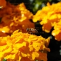 Hoverfly on flower